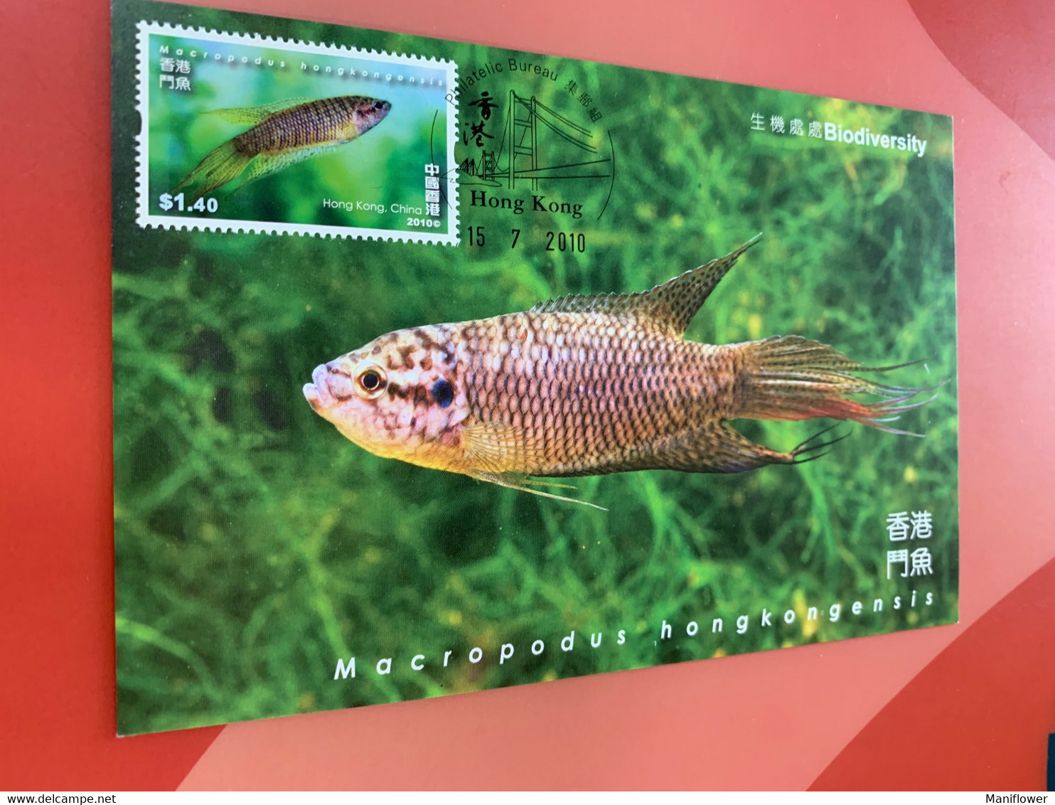 Hong Kong Stamp M.card Fighting Fish Biodiversity - Cartes-maximum