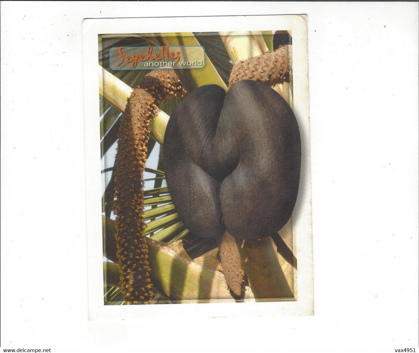 SEYCHELLES    COCO DE MER MALE PALM TREE        ***      A  SAISIR **** - Seychelles