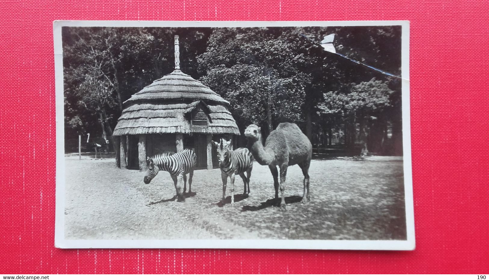 Zagreb.Zooloski Vrtic.Camel - Zebre