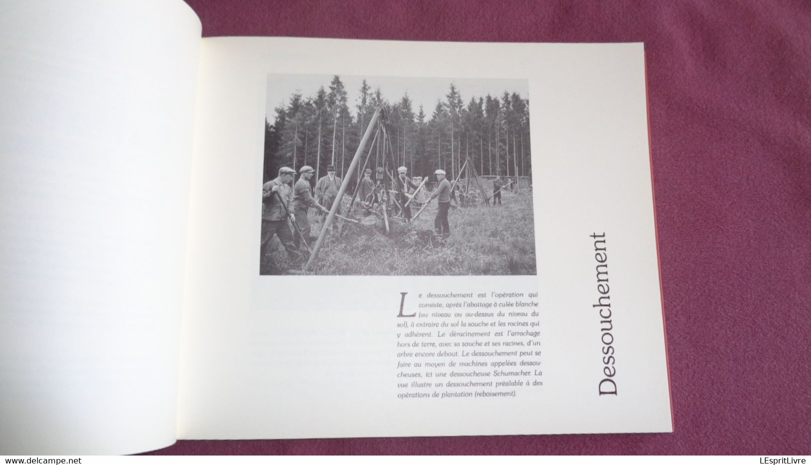 LA FORÊT E LES HOMMES Arrêt Sur Images 1900 1930 Régionalisme Métiers Bûcherons Débardeurs Scierie Outils Bois Machine - Belgium