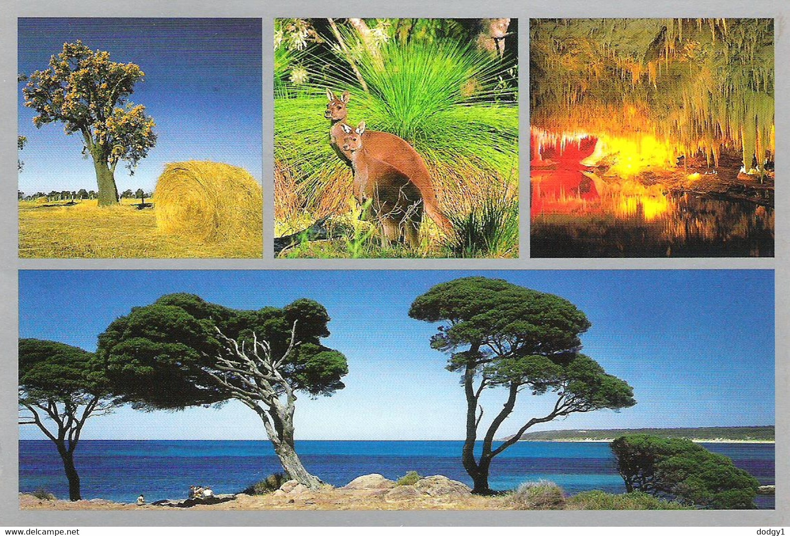 SCENES FROM WESTERN AUSTRALIA. USED POSTCARD Kg9 - Autres & Non Classés