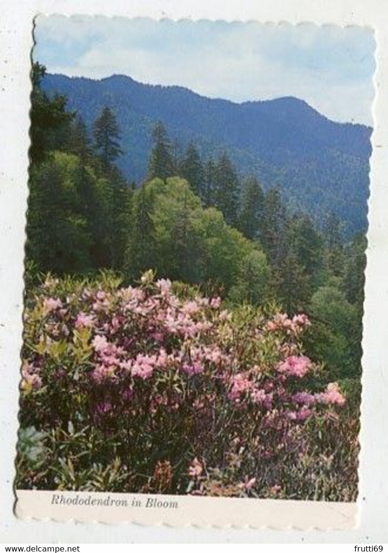 AK 056191 USA -  Tennessee - Great Smokey Mountains National Park - Rhododendron In Bloom Near Newfound - Smokey Mountains