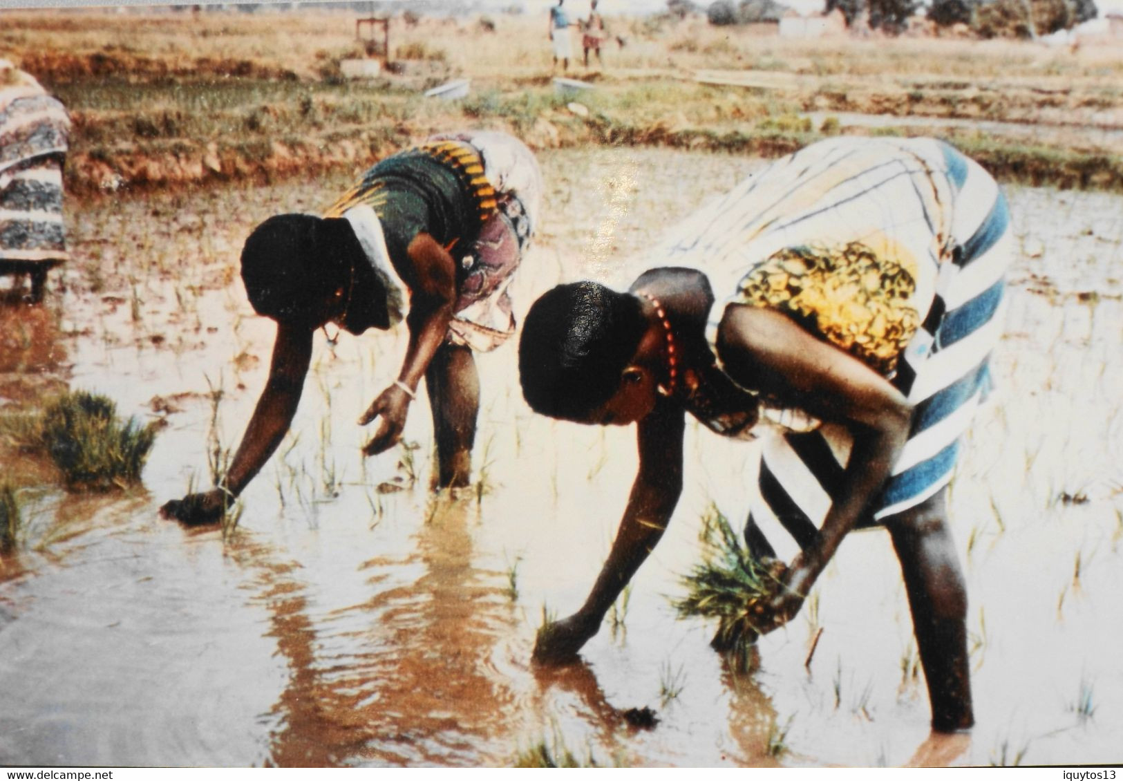 4 Photos Couleurs > Repro. > Afrique > Côte D'Ivoire - TBE - Africa