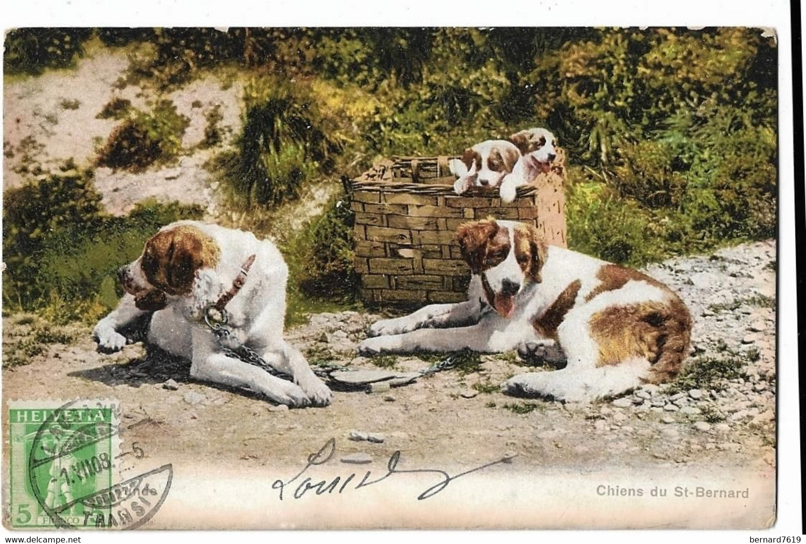 Suisse  -    Grand  Saint Bernard -   Bourg Saint Pierre -      Chiens  Du Saint Bernard - Bourg-Saint-Pierre 