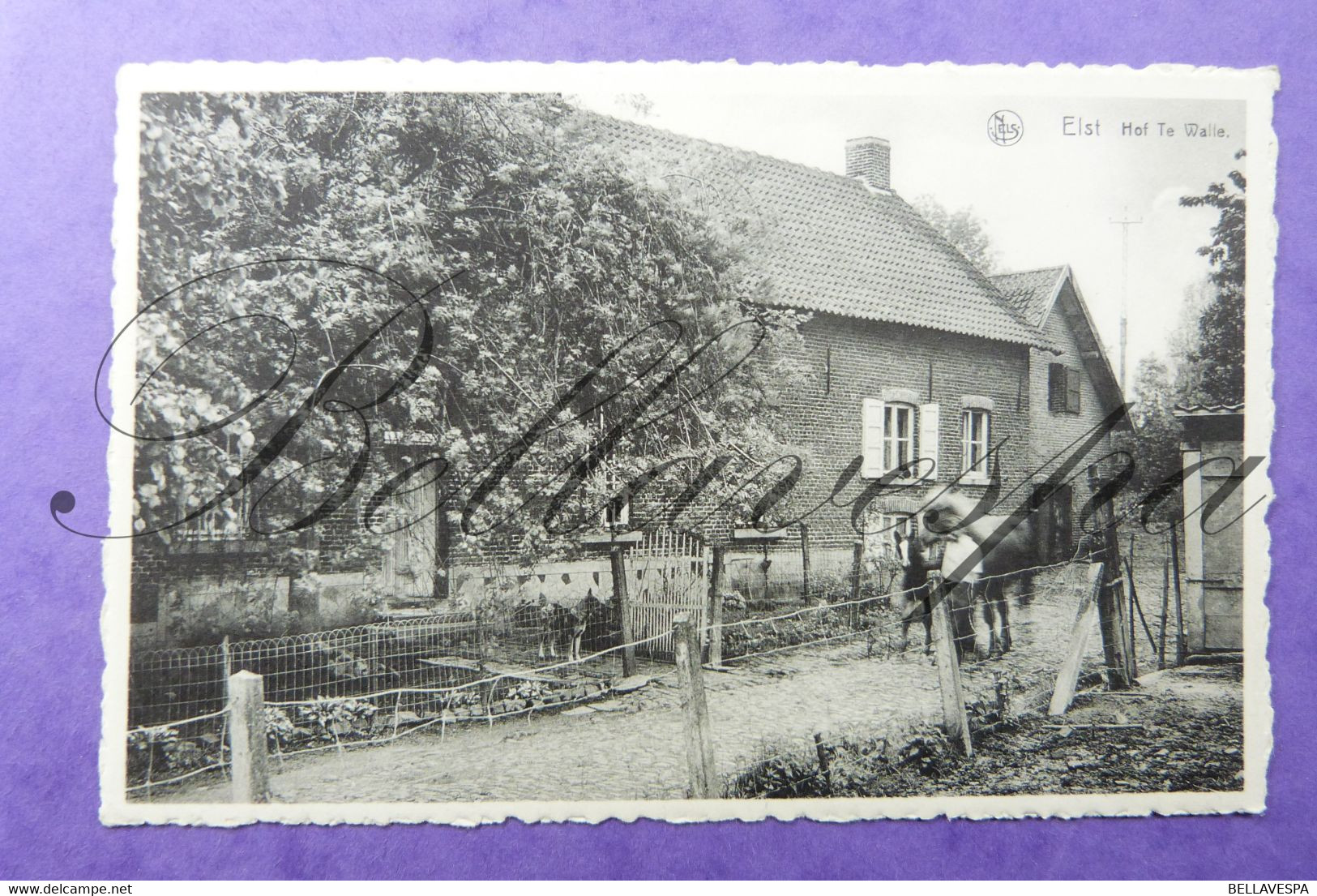 Elst. Hof Te Walle. Brakel O.Vl. (Hoeve Ferme Boerderij) - Brakel