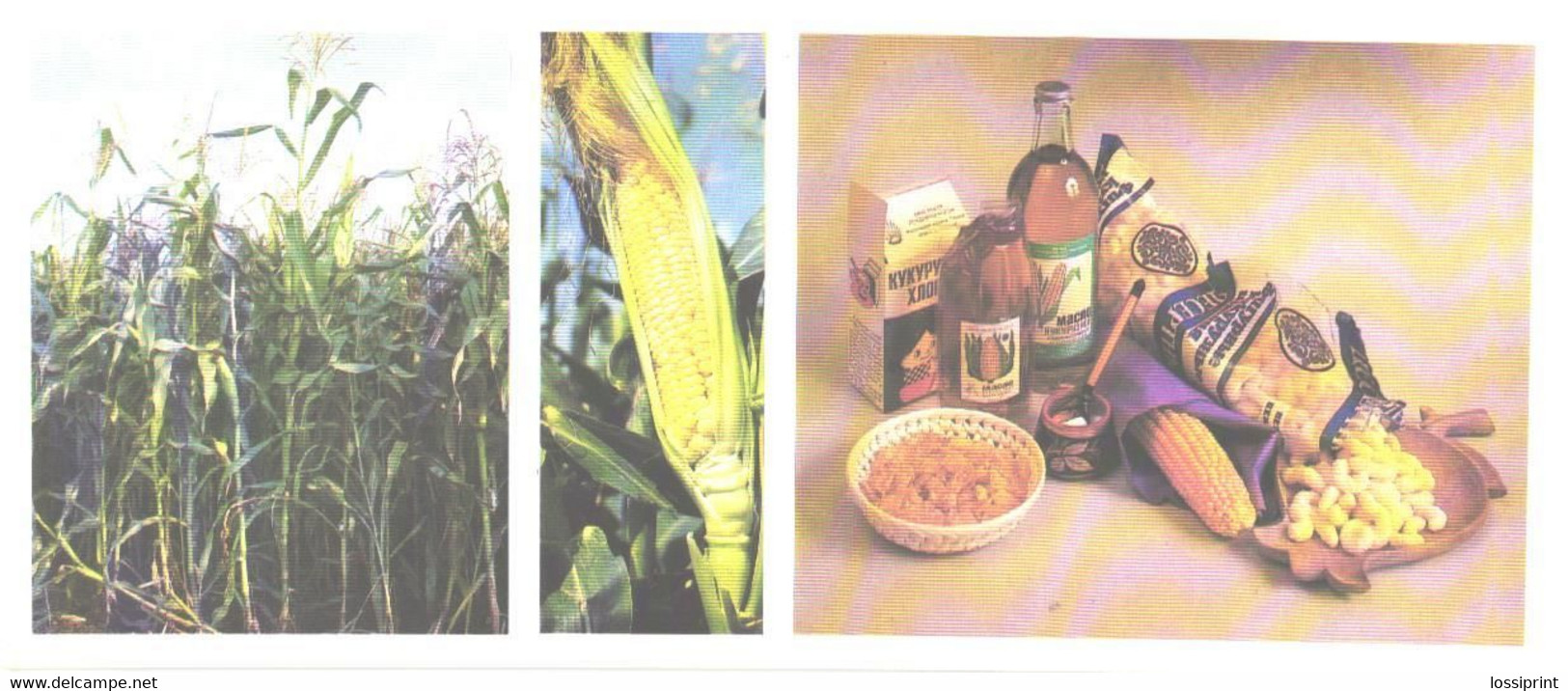 Foods:Corn, 1985 - Ricette Di Cucina