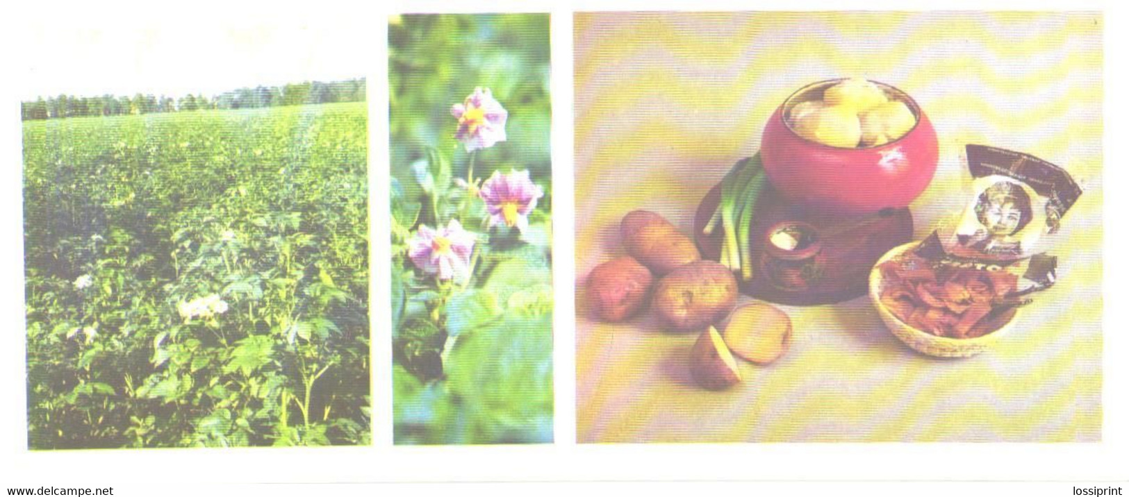 Foods:Potato, 1985 - Recettes (cuisine)