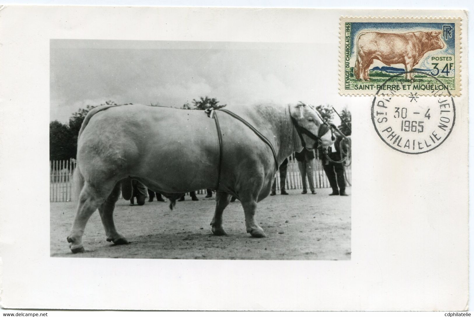 SAINT PIERRE ET MIQUELON CARTE MAXIMUM (CARTE-PHOTO) DU N°375 BOEUF CHAROLAIS AVEC OBLITERATION ST PIERRE.. DU 30-4-1965 - Maximumkaarten