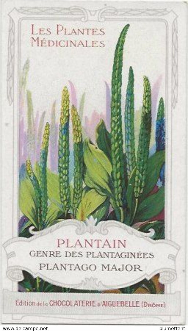 Chromo Aiguebelle 6.5 X 11 Les Plantes Médicinales - Plantain - Aiguebelle