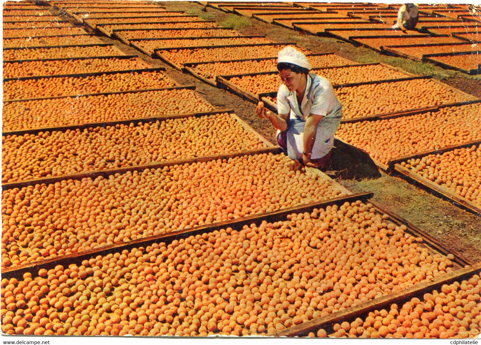 BECHUANALAND IMPRIME " PLASMARINE " -FRUITS SECHANT AU SOLEIL DEPART LOBATSI 2 JAN 57 POUR LA FRANCE - 1885-1964 Protectoraat Van Bechuanaland