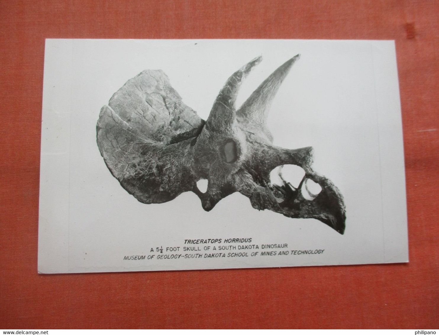 Triceratops   Dinosaur         Ref 5642 - Andere & Zonder Classificatie