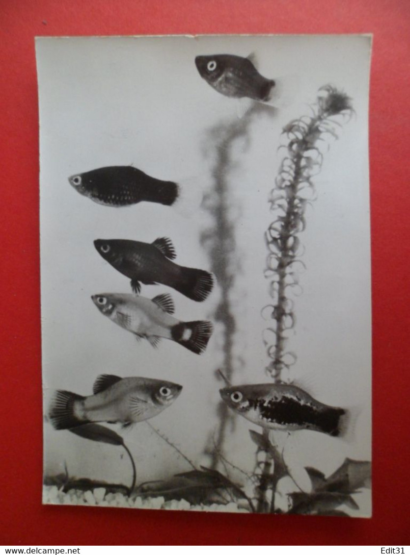 CPSM - Animaux - Poisson Platy Du Mexique - 1964 - Publicité Médical Médicament Gastrique PROTEOSULFAN - Pesci E Crostacei