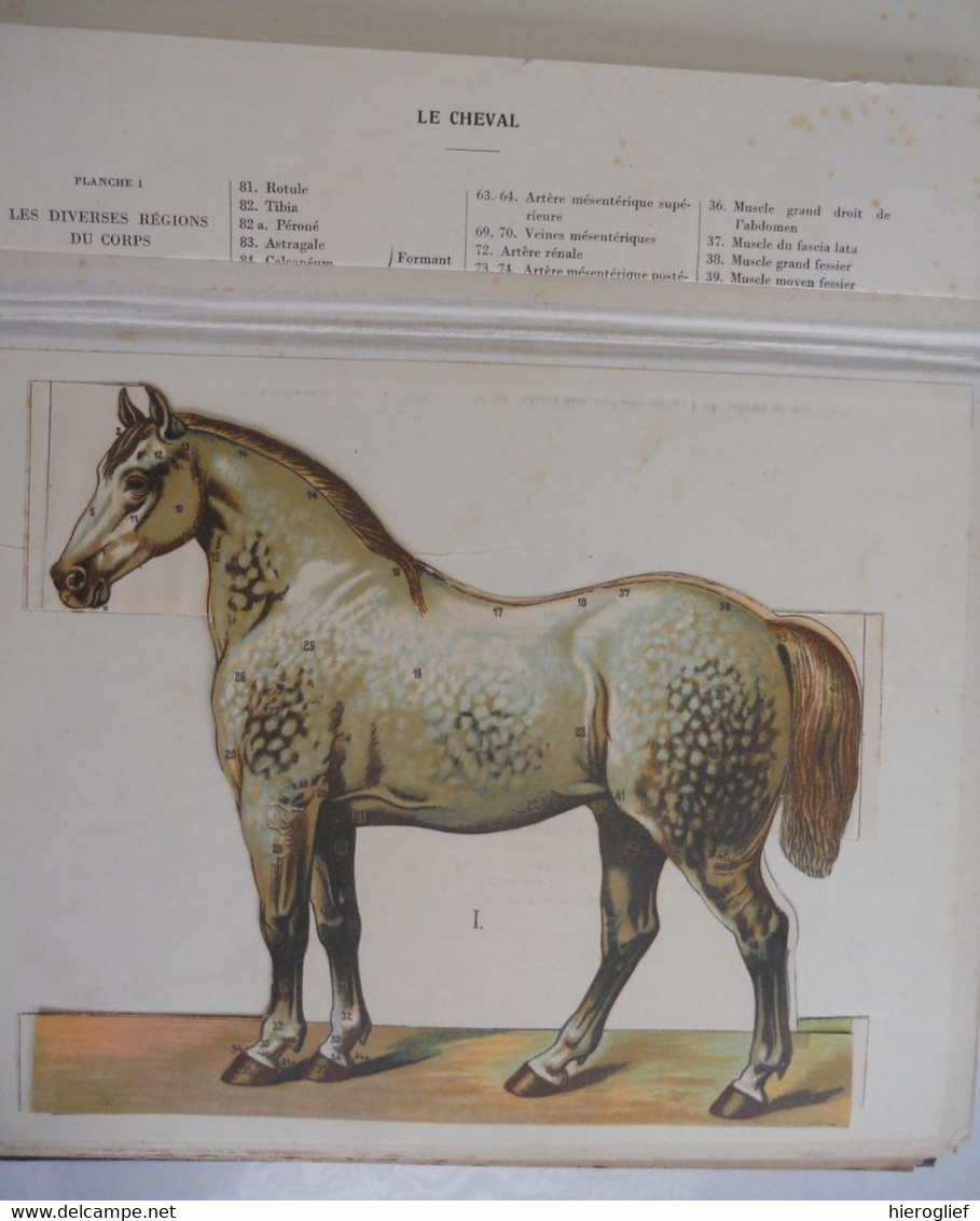 Atlas De Zoölogie Fermière - Musée D'anatomie Animale - Le Cheval La Vache Le Porc La Truie Le Mouton Le Coq La Poule - Animales