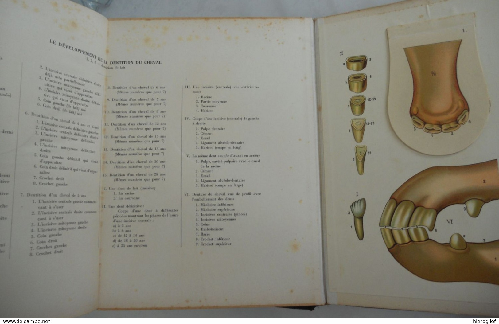 Atlas de Zoölogie Fermière - musée d'anatomie animale - le cheval la vache le porc la truie le mouton le coq la poule