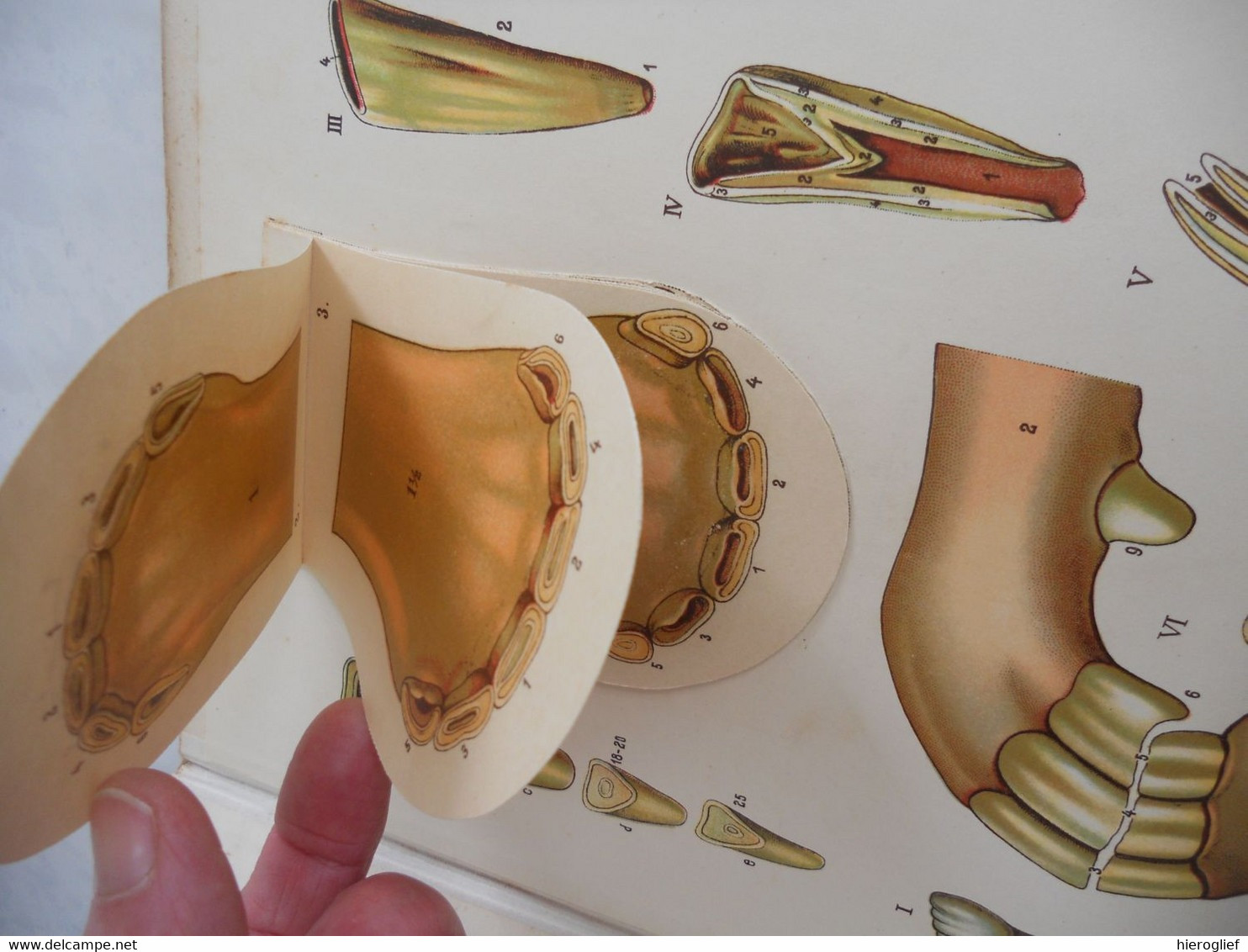 Atlas de Zoölogie Fermière - musée d'anatomie animale - le cheval la vache le porc la truie le mouton le coq la poule