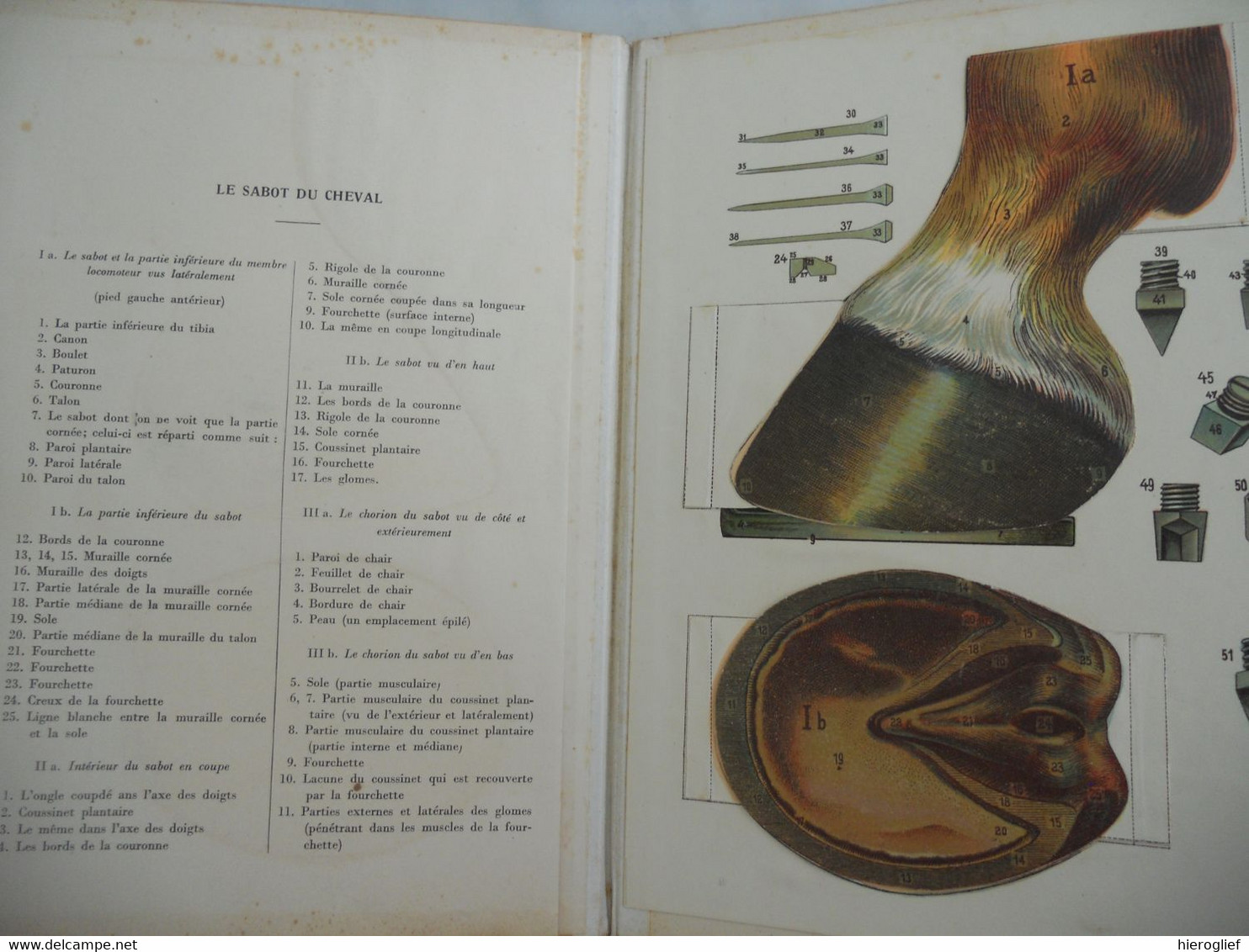 Atlas de Zoölogie Fermière - musée d'anatomie animale - le cheval la vache le porc la truie le mouton le coq la poule