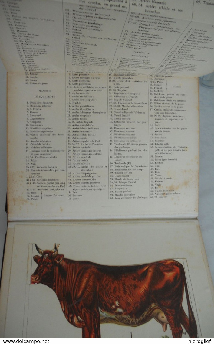 Atlas de Zoölogie Fermière - musée d'anatomie animale - le cheval la vache le porc la truie le mouton le coq la poule