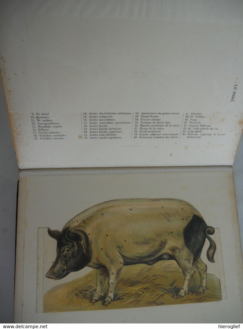 Atlas de Zoölogie Fermière - musée d'anatomie animale - le cheval la vache le porc la truie le mouton le coq la poule