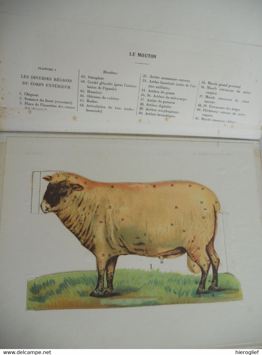 Atlas de Zoölogie Fermière - musée d'anatomie animale - le cheval la vache le porc la truie le mouton le coq la poule