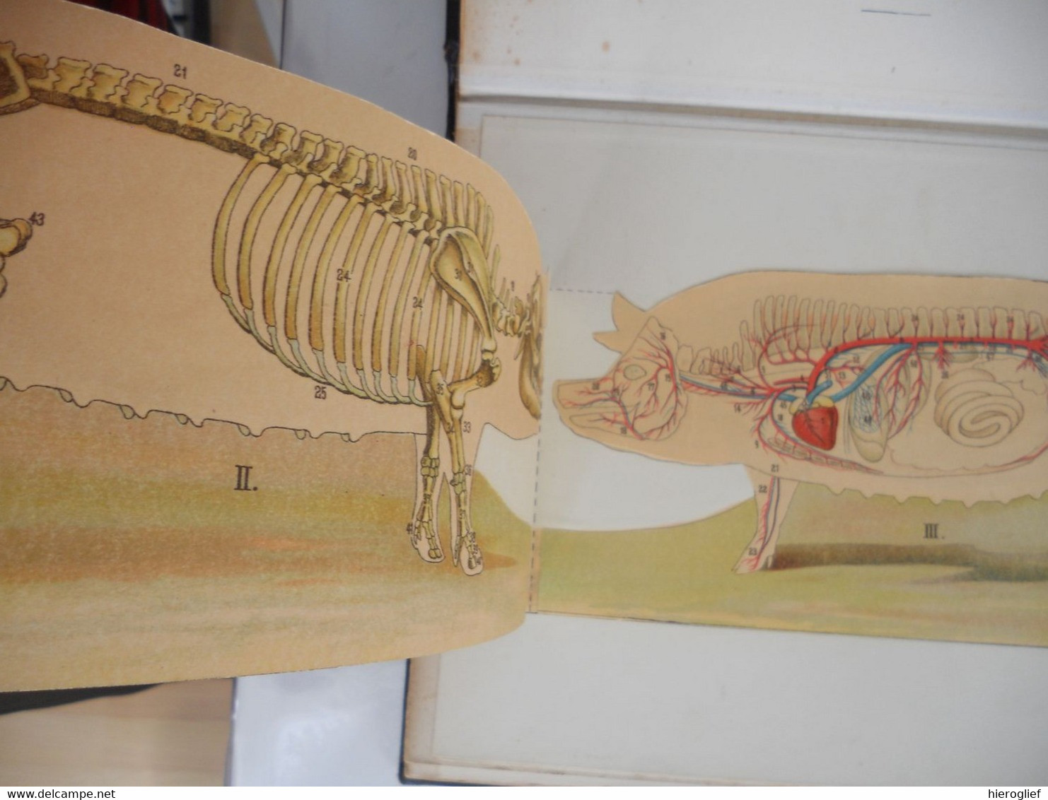 Atlas de Zoölogie Fermière - musée d'anatomie animale - le cheval la vache le porc la truie le mouton le coq la poule