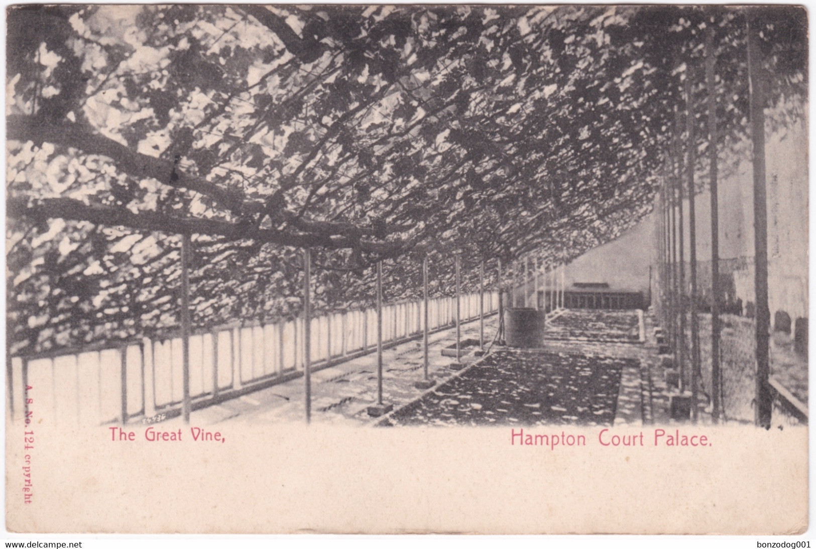 The Great Vine, Hampton Court Palace. 1917. A.S. No. 124. - Hampton Court