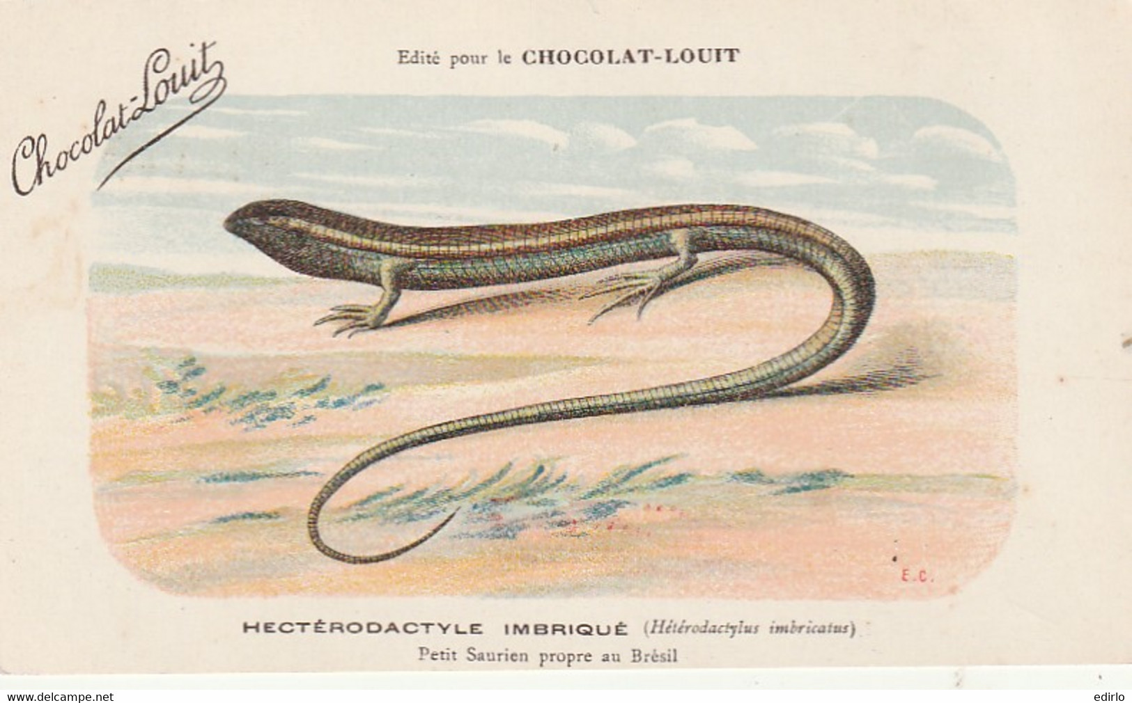 ***  ANIMAUX ***  CPA   Saurien  - Reptiles  HECTERODACTYLE IMBRIQUE Brésil   --  Chocolat Louit  --neuve/unused  TTB - Tortugas