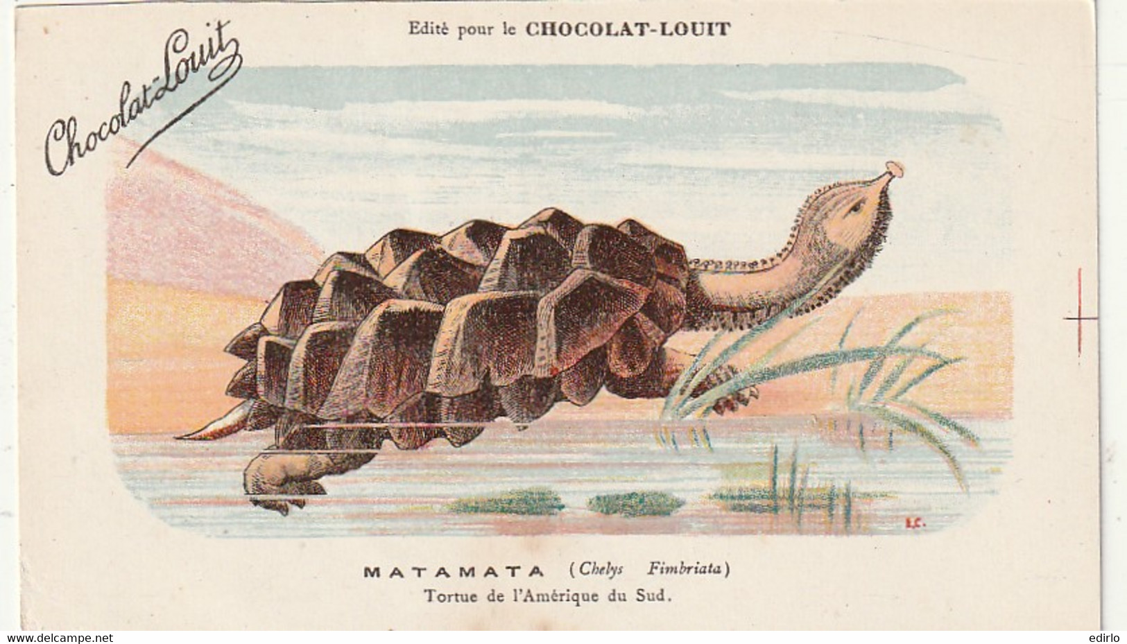 ***  ANIMAUX ***  CPA   MATAMATA  Tortue De L'Amérique   --  Chocolat Louit  --neuve/unused  TTB - Turtles