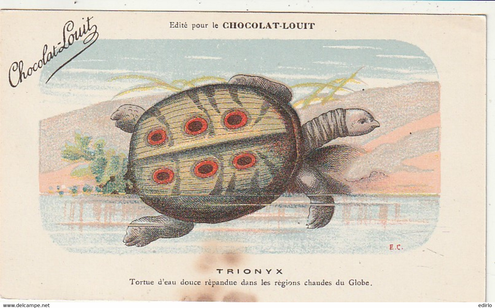 ***  ANIMAUX ***  CPA-- TRIONYX Régions Chaudes --  Chocolat Louit  --neuve/unused  TB Tache - Turtles