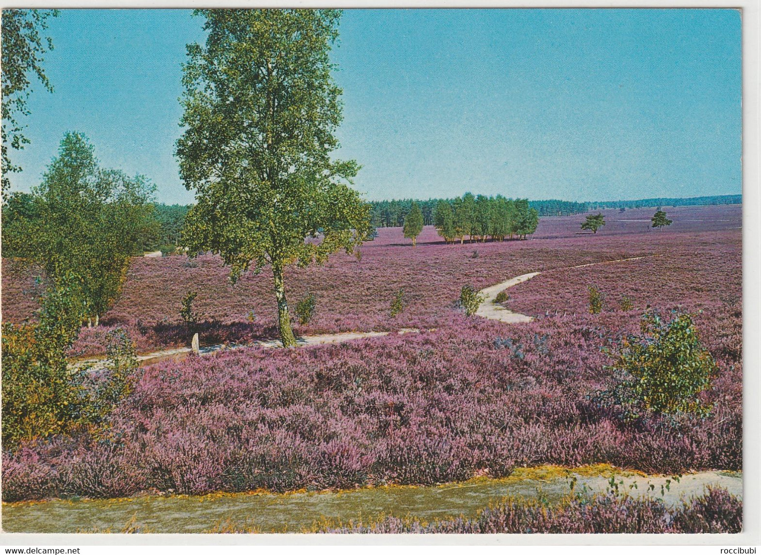 Lüneburger Heide, Niedersachsen - Lüneburger Heide