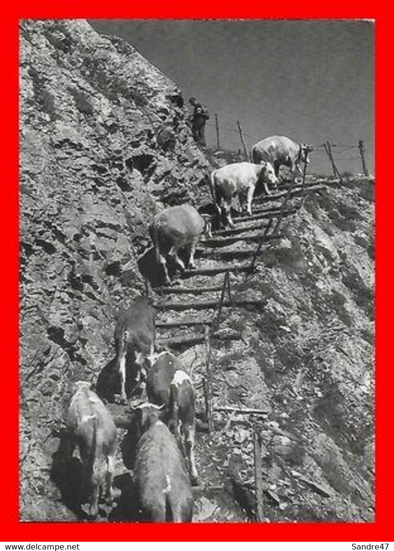 CPSM/gf HEREMENCE (Suisse) Montée à L'alpage, Vers La Liberté Par Les échelles Du Pas Des Chèvres...O488 - Hérémence