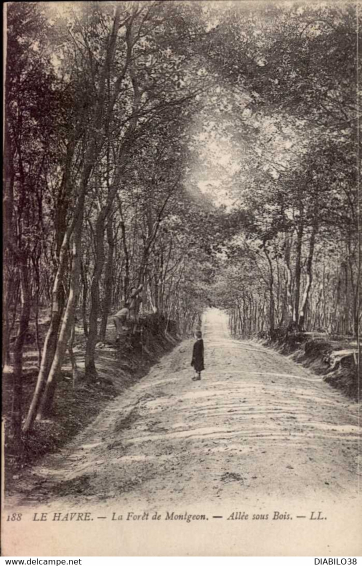 LE HAVRE     ( SEINE MARITIME )    LA FORET DE MONTGEON. ALLEE SOUS BOIS - Square Saint-Roch