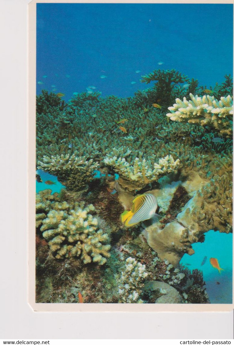 MALDIVE  MALDIVES  CORAL GARDENS  IN SPARKLING WATERS  NICE STAMP - Maldiven