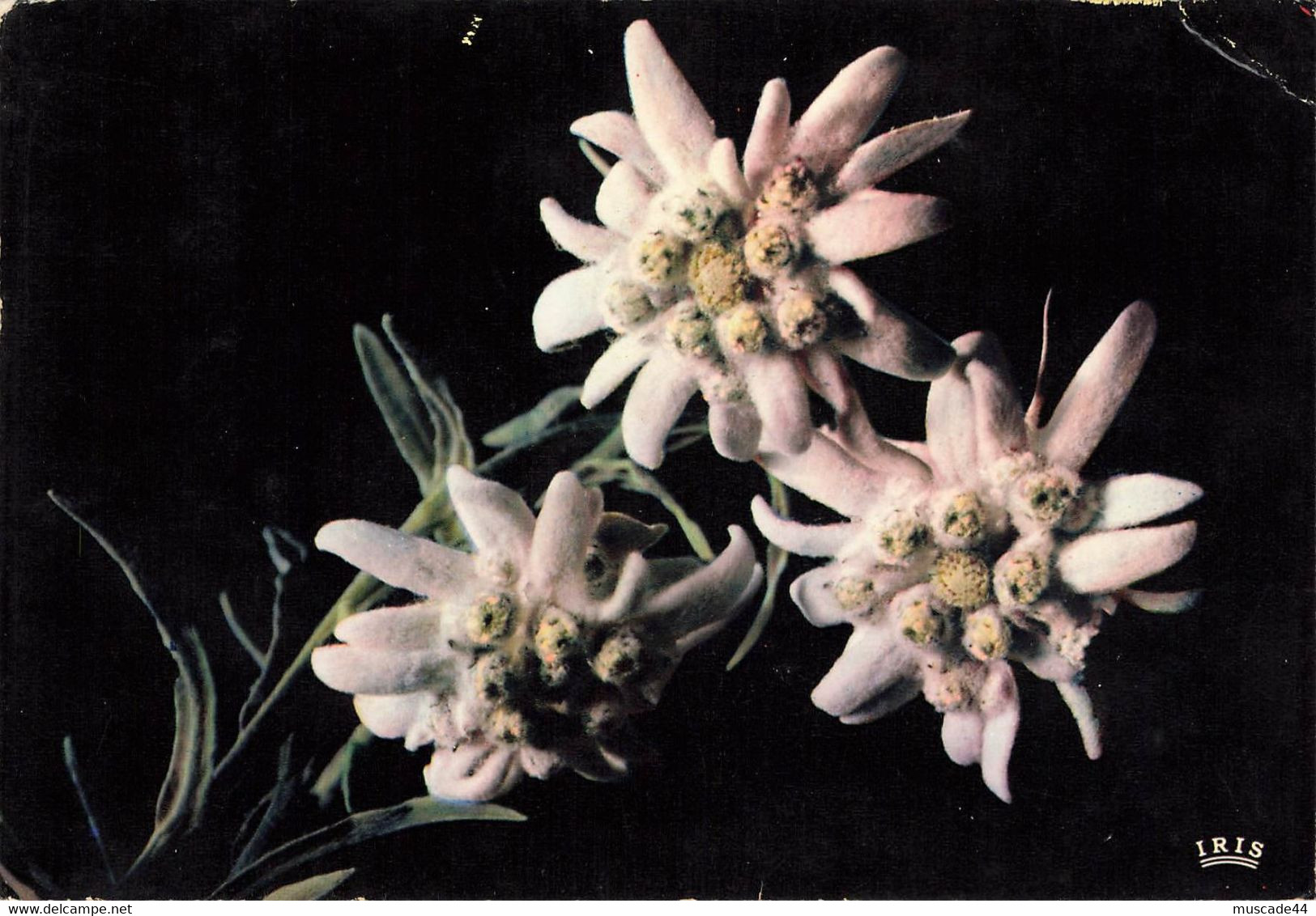 FLORE DE MONTAGNE - EDELWEISS - Fiori