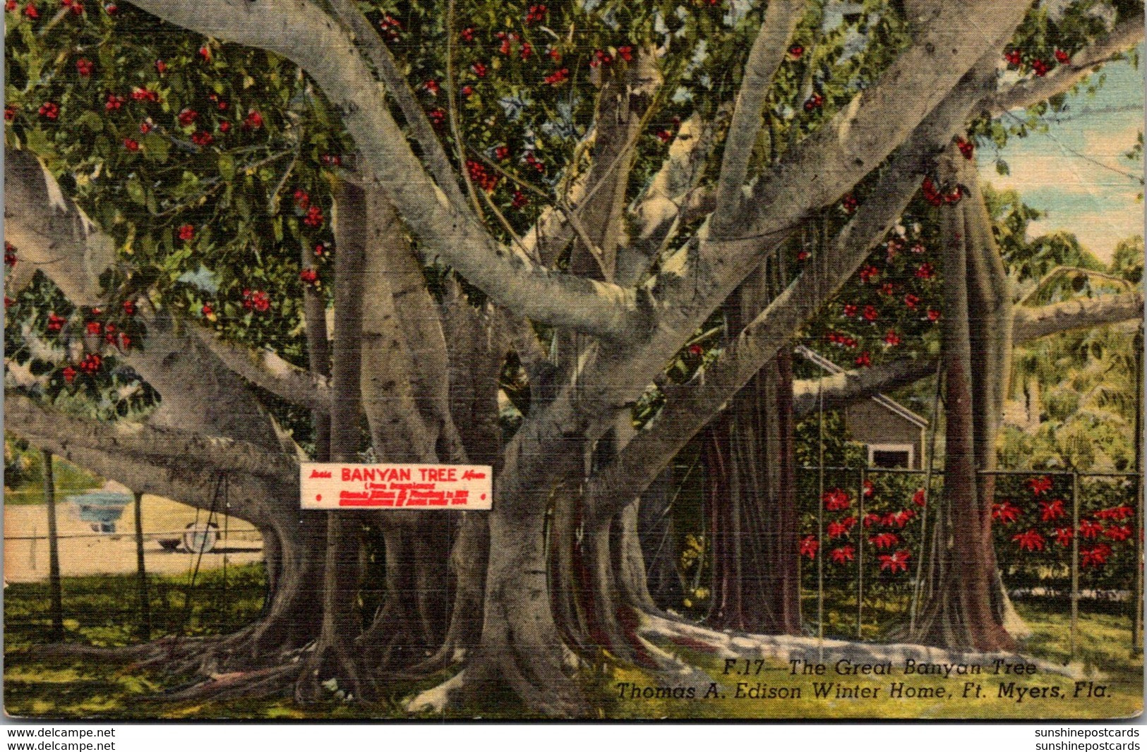 Florida Fort Myers Banyan Tree Thomas A Edison Winter Home 1960 Curteich - Fort Myers