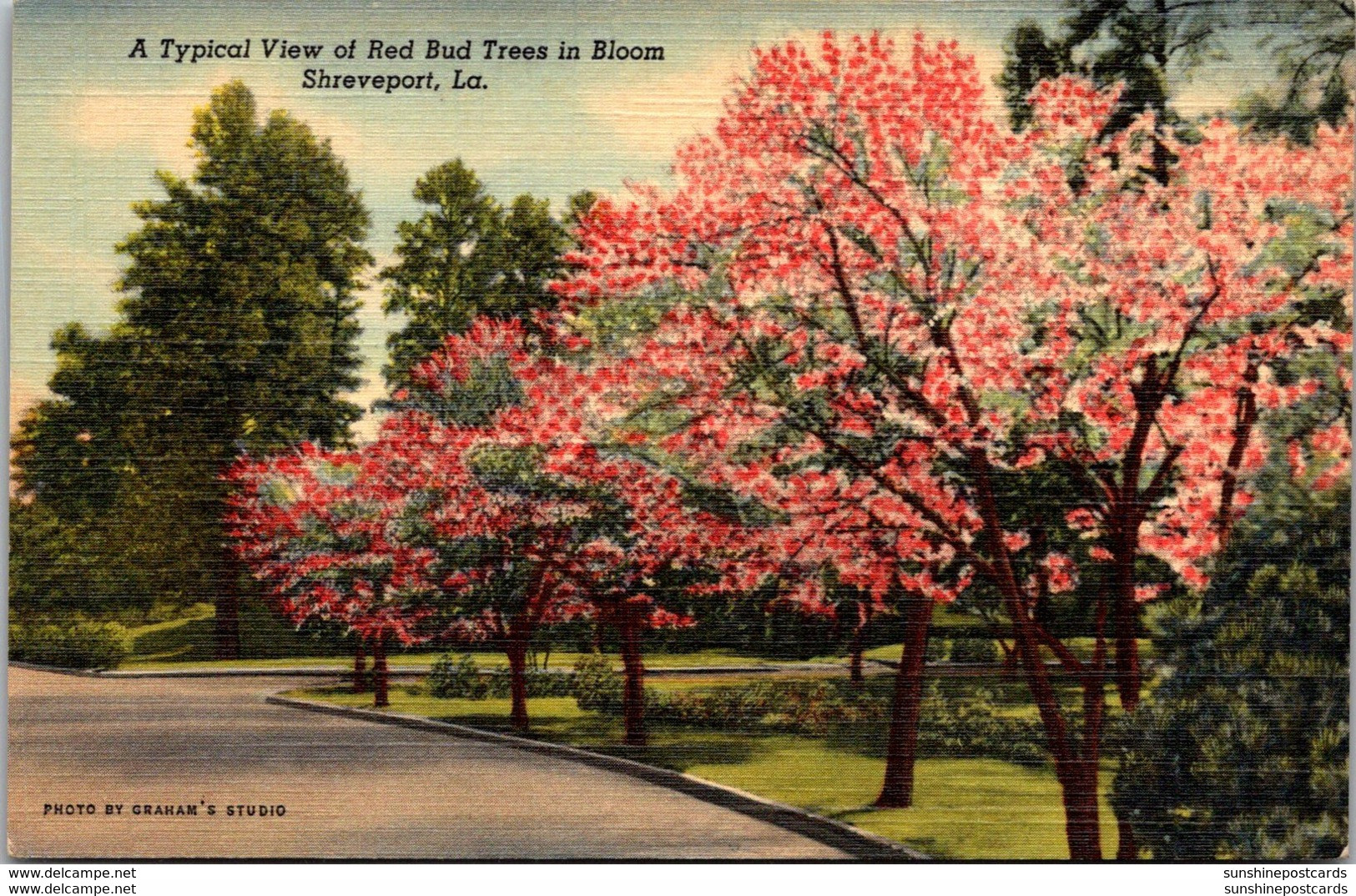 Louisiana Shreveport Typical View Of Red Bud Trees In Bloom Curteich - Shreveport