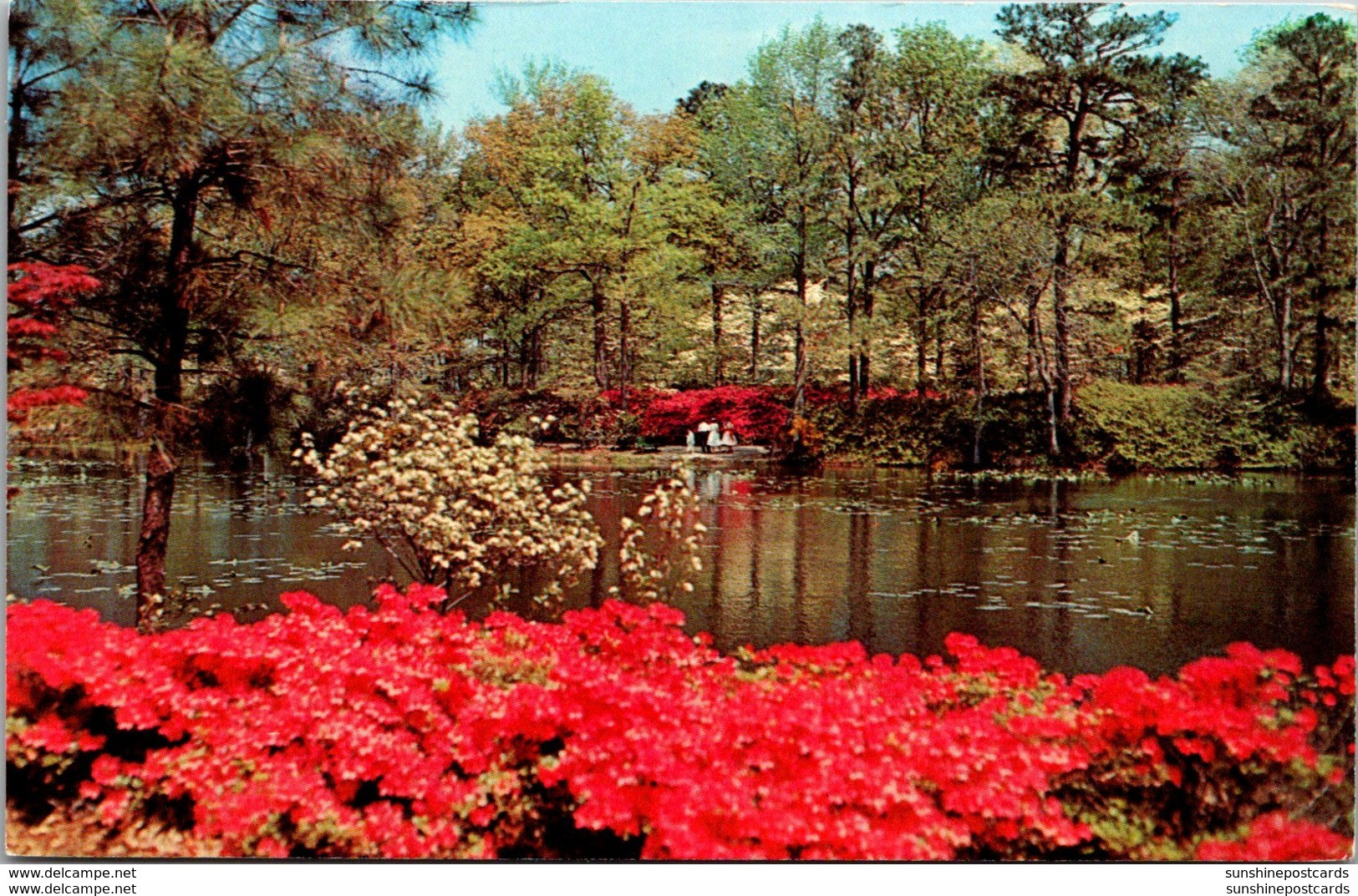 Virginia Norfolk Municipal Gardens Azalea Blossom Time - Norfolk