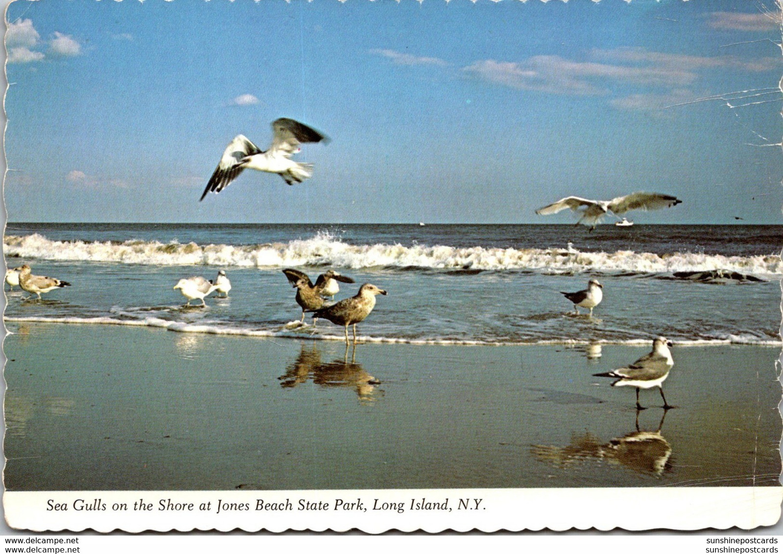 New York Long Island Jones Beach State Park Sea Gulls On The Shore - Long Island
