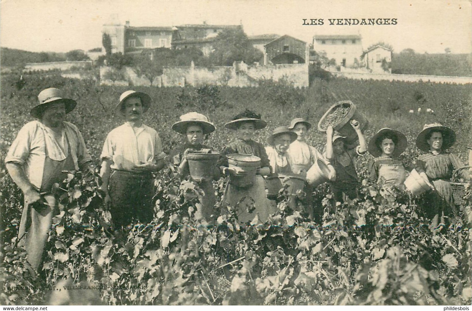 LES VENDANGES - Vignes