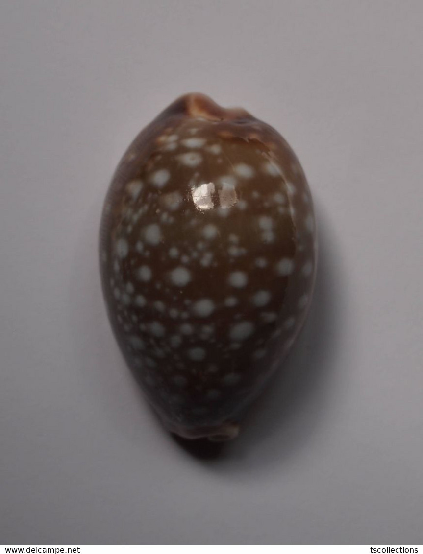 Cypraea Vitellus - Coquillages