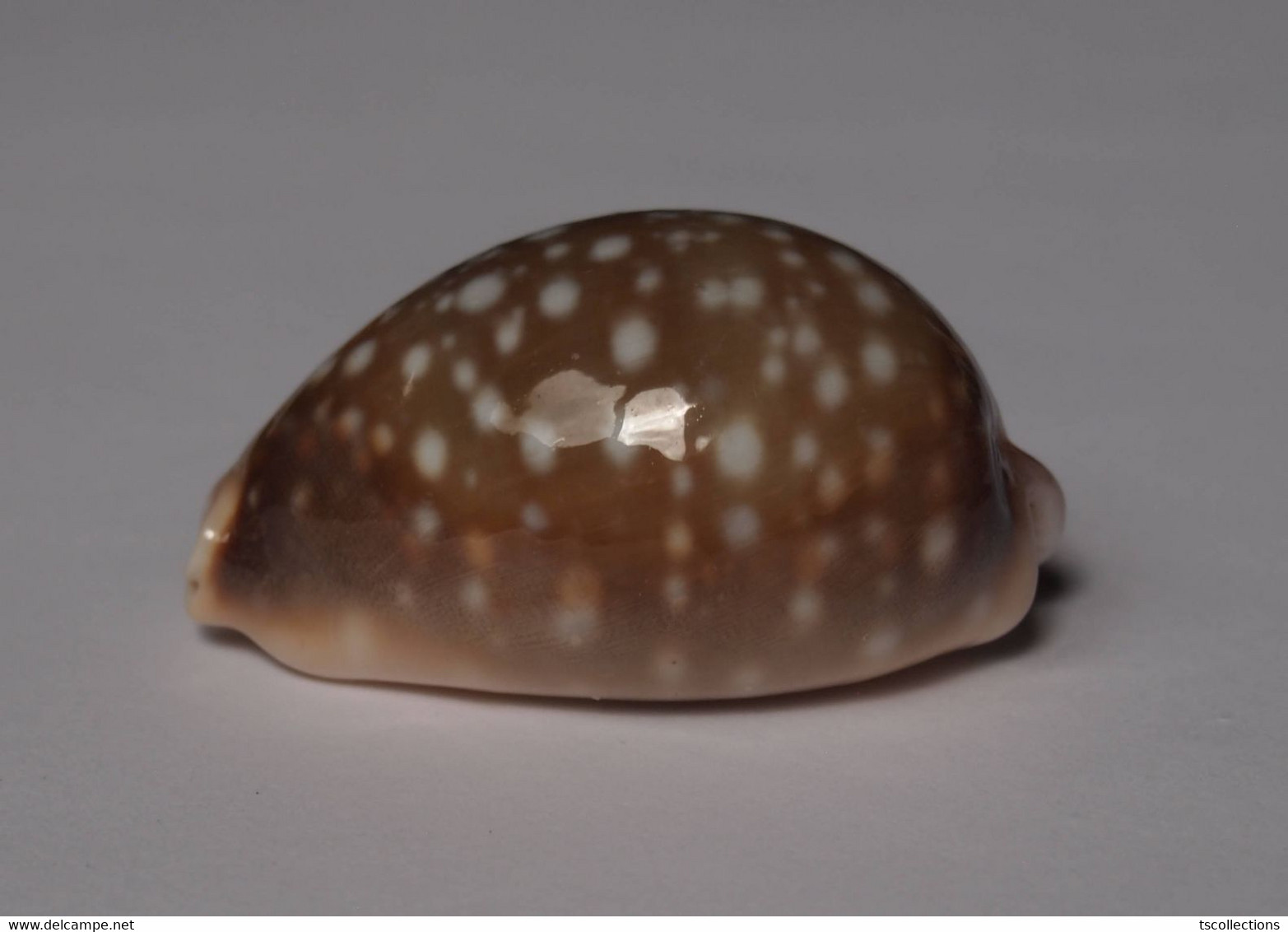 Cypraea Vitellus - Seashells & Snail-shells