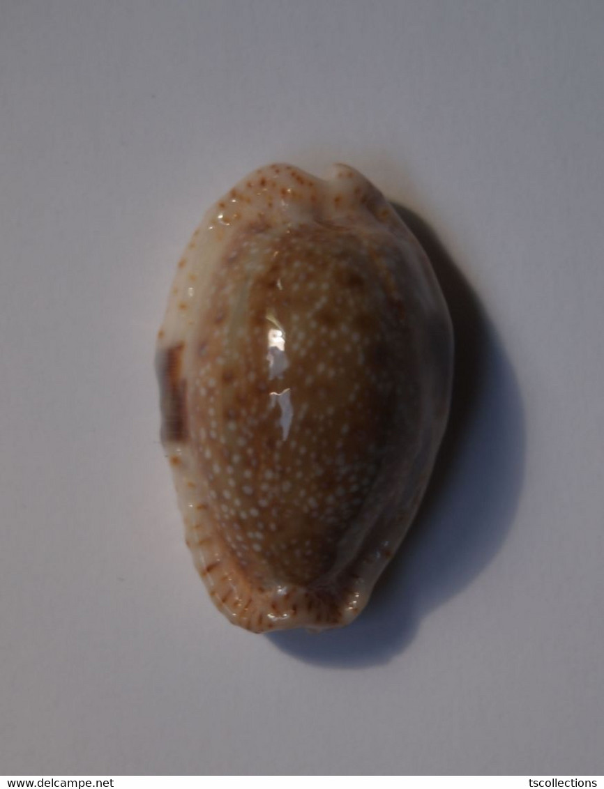 Cypraea Erosa Lactescens - Coquillages