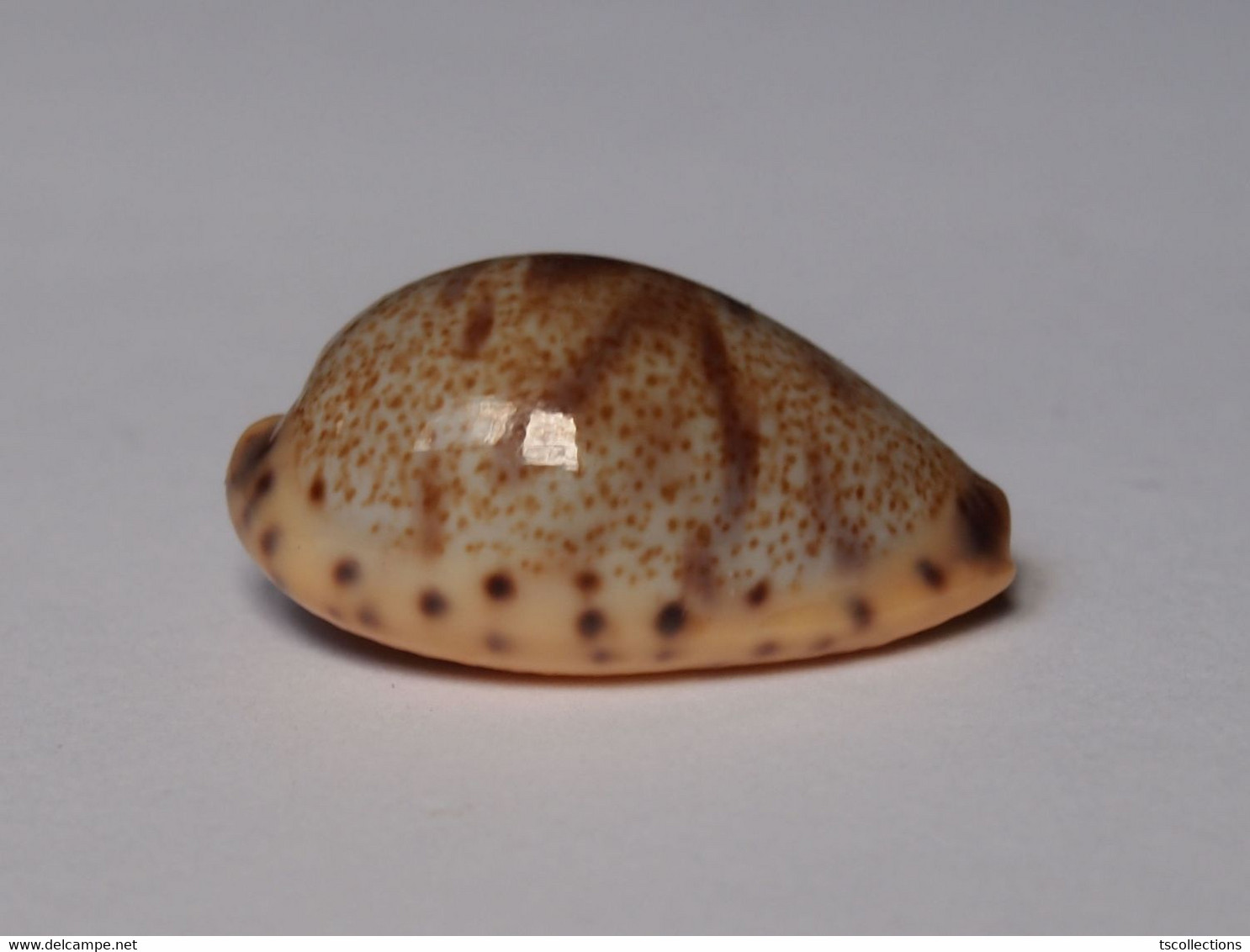 Cypraea Walkeri - Coquillages