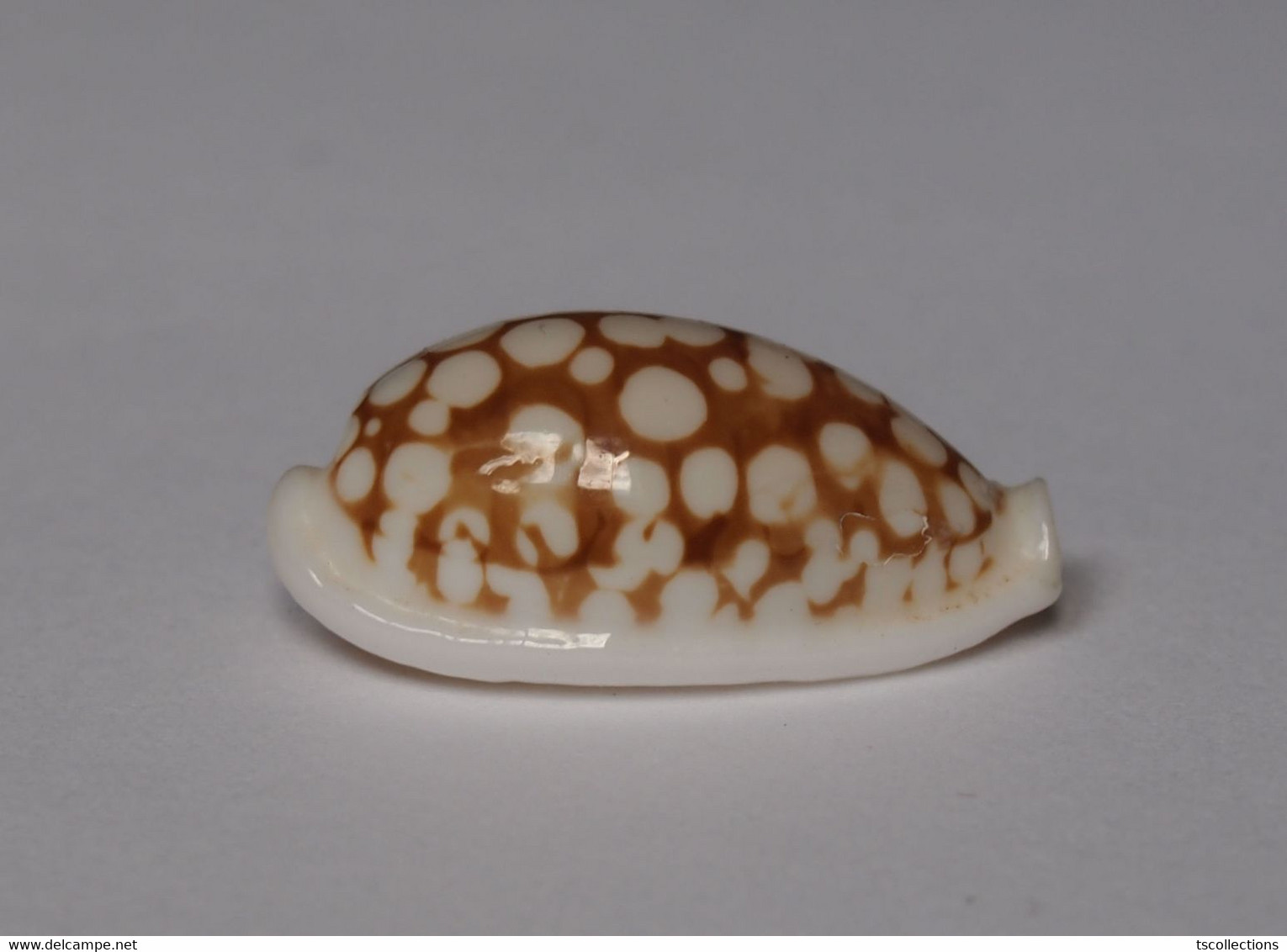 Cypraea Cribraria - Coquillages