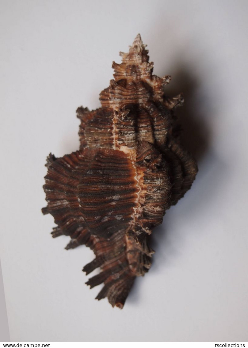 Chicoreus Cf. Torrefactus - Coquillages