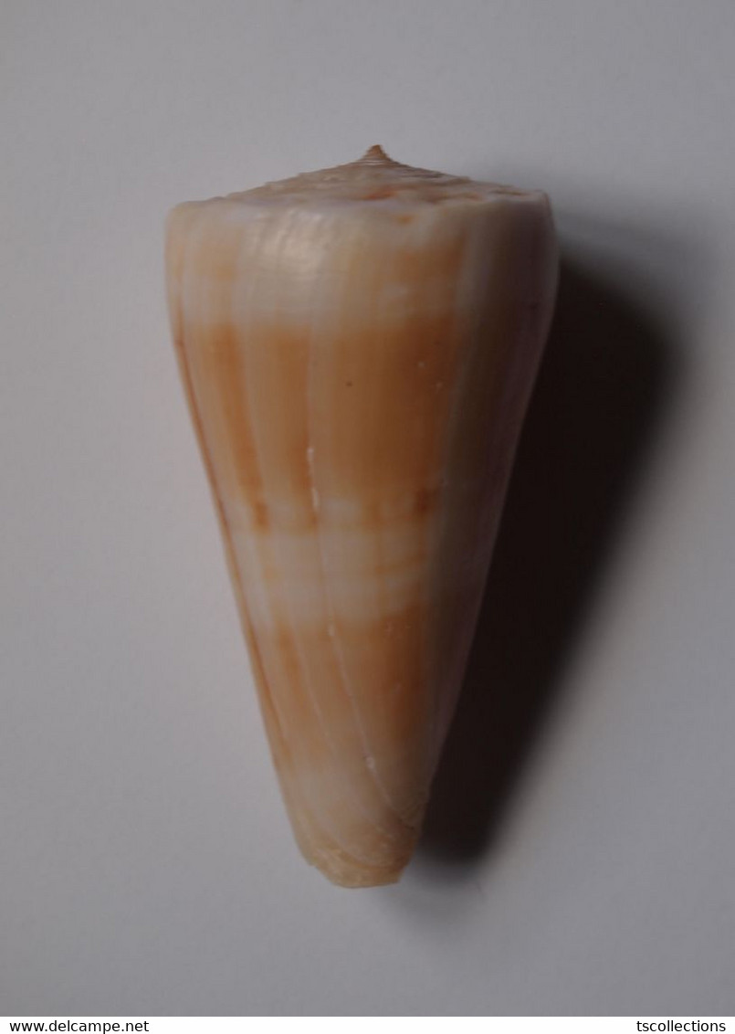 Conus Urashimanus - Coquillages