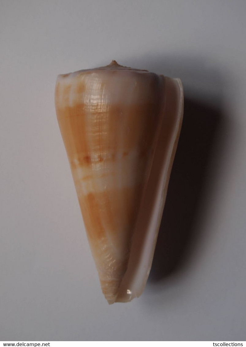 Conus Urashimanus - Coquillages