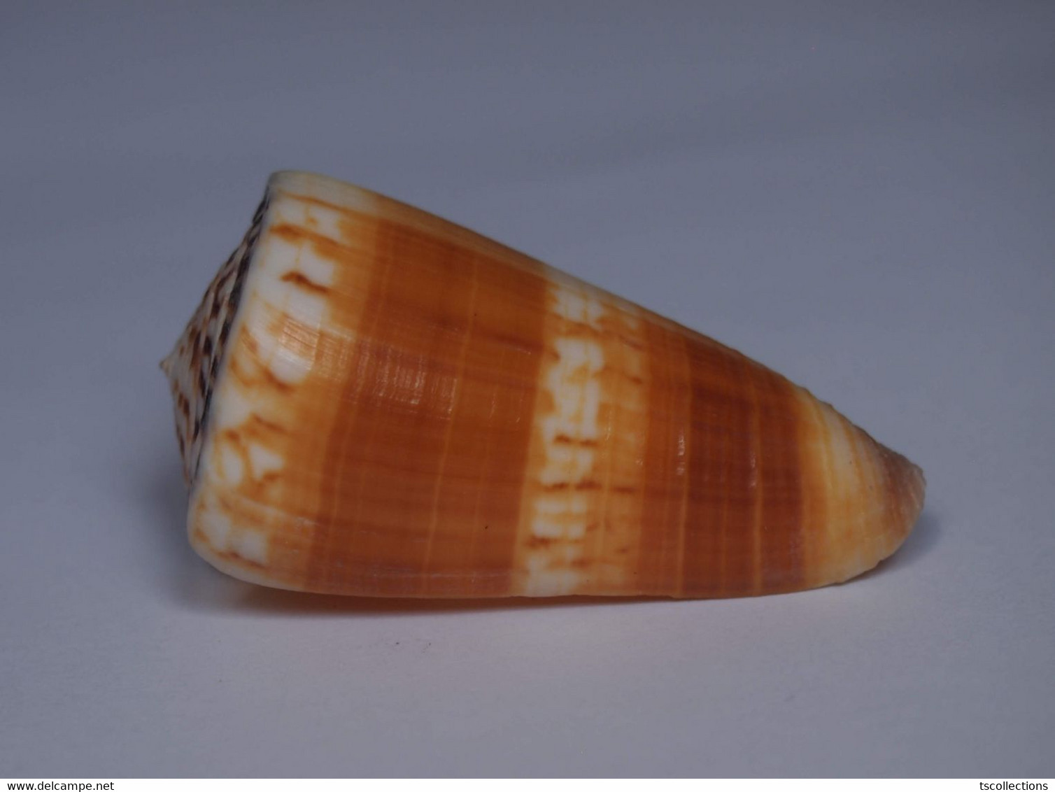 Conus Planorbis - Coquillages