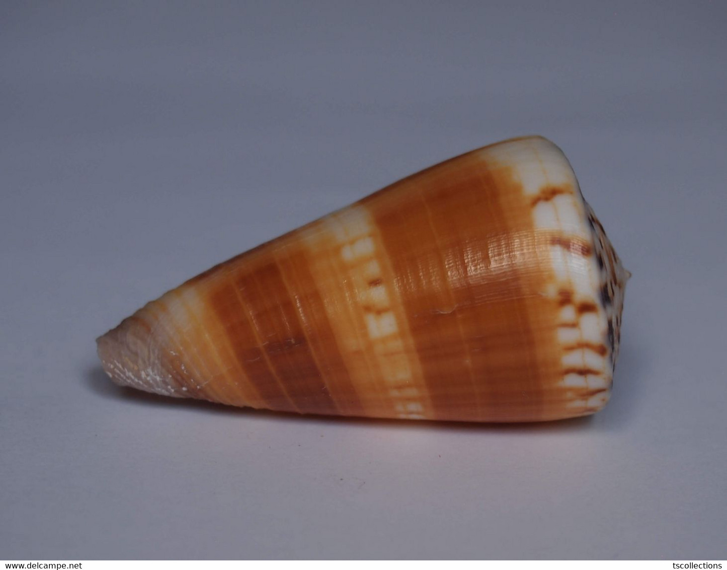 Conus Planorbis - Coquillages