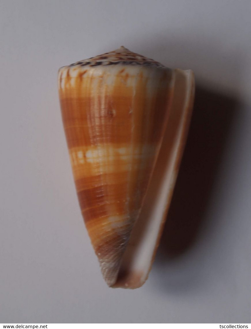 Conus Planorbis - Coquillages