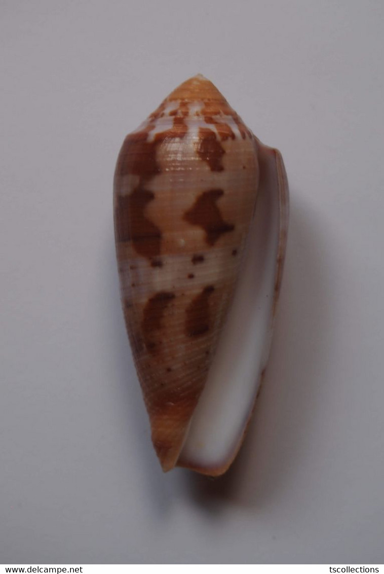 Conus Circumcisus - Coquillages